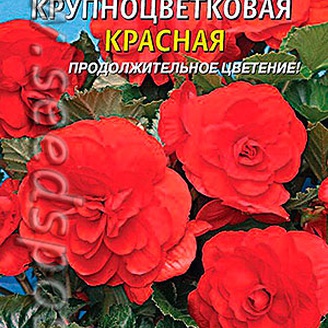 Бегония клубневая крупноцветковая Красная, 5 драже 