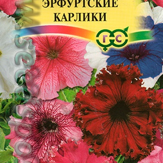 Фриллитуния Эрфуртские карлики, Смесь, 20 шт.