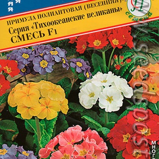 Примула полиантовая Тихоокеанские великаны F1, Смесь, 5 шт.