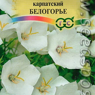 Колокольчик карпатский Белогорье, 0,1 г