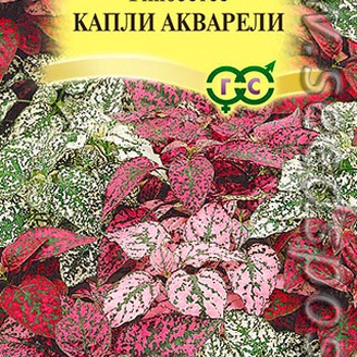 Гипоэстес Капли акварели, 5 шт. Элитная клумба