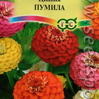 Цинния Пумила, Смесь, 0,5 г