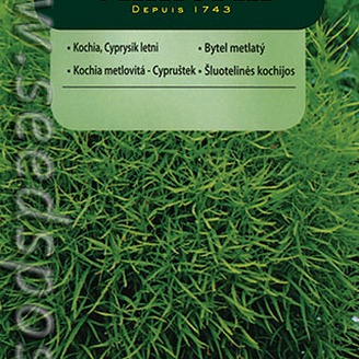 Кохия веничная Летний кипарис, 2 г