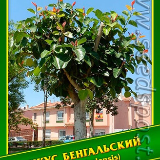 Фикус Бенгальский, 0,1 г (≈ 250 шт.)  