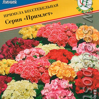 Примула Примлет, Смесь, 5 шт.