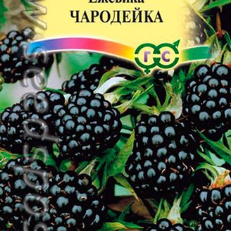 Ежевика Чародейка, 10 шт.