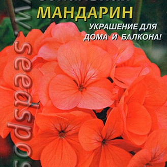 Пеларгония зональная Мандарин F1, 3 шт.