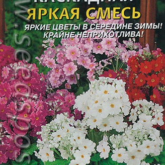 Примула каскадная Яркая смесь, 18 шт.