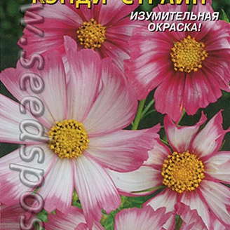 Космея Кэнди Страйп, 30 шт.