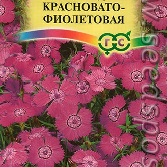 Гвоздика амурская Красновато-фиолетовая, 0,05 г