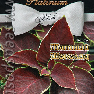 Колеус Шоколад Мятный F1, 5 шт. Platinum Black