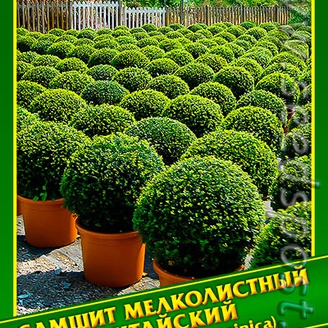 Самшит Мелколистный Китайский, 0,1 г (≈ 7 шт.) 