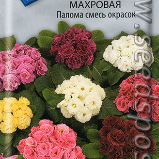 Примула махровая Палома Смесь окрасок, 5 шт.