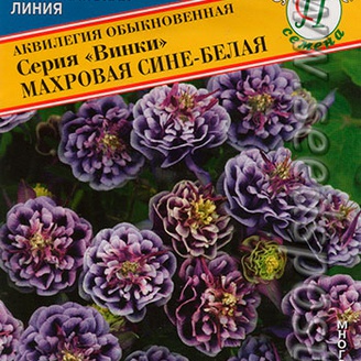 Аквилегия махровая Винки Сине-белая, 10 шт. Американская линия